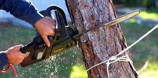 Larkspur, CA Tree Removal and Landscaping Services Company